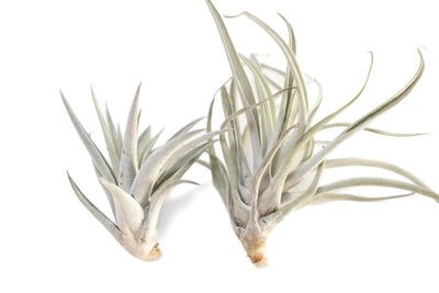 Air Plant Watering: Hydrated vs Dehydrated Plants