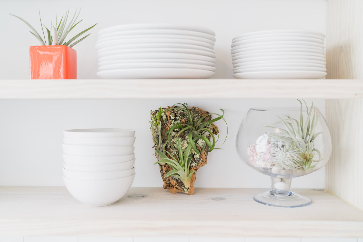 air plant tillandsia gift guide mother's day
