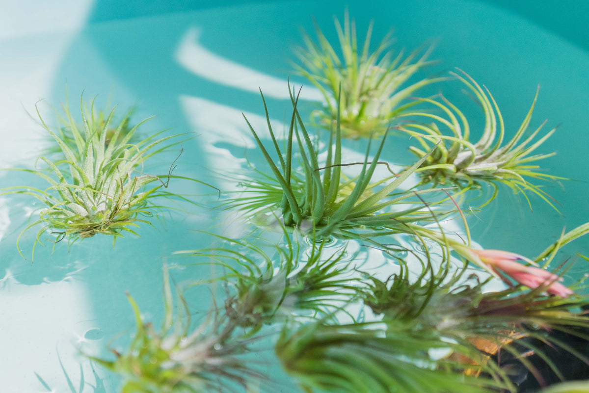 Soaking Method Air Plant Watering: The Soaking Method