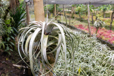 Why Do Air Plants Not Need Soil?