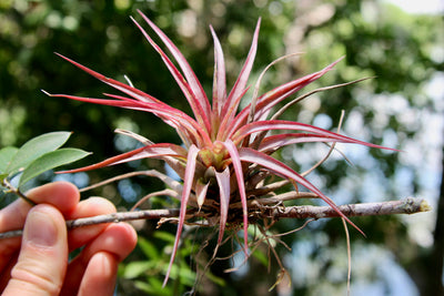 What are Air Plants?