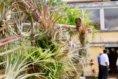 5 Ways to Display Your Air Plants