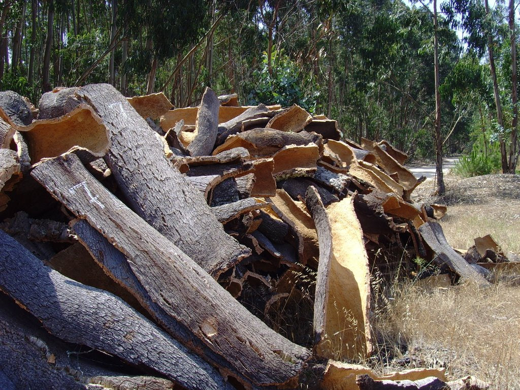 cork bark harvest quercus suber