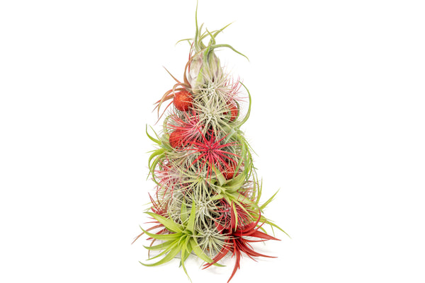 PRE-ORDER: 12 Inch Tall Handmade Air Plant Christmas Tree with 50 Living Tillandsias