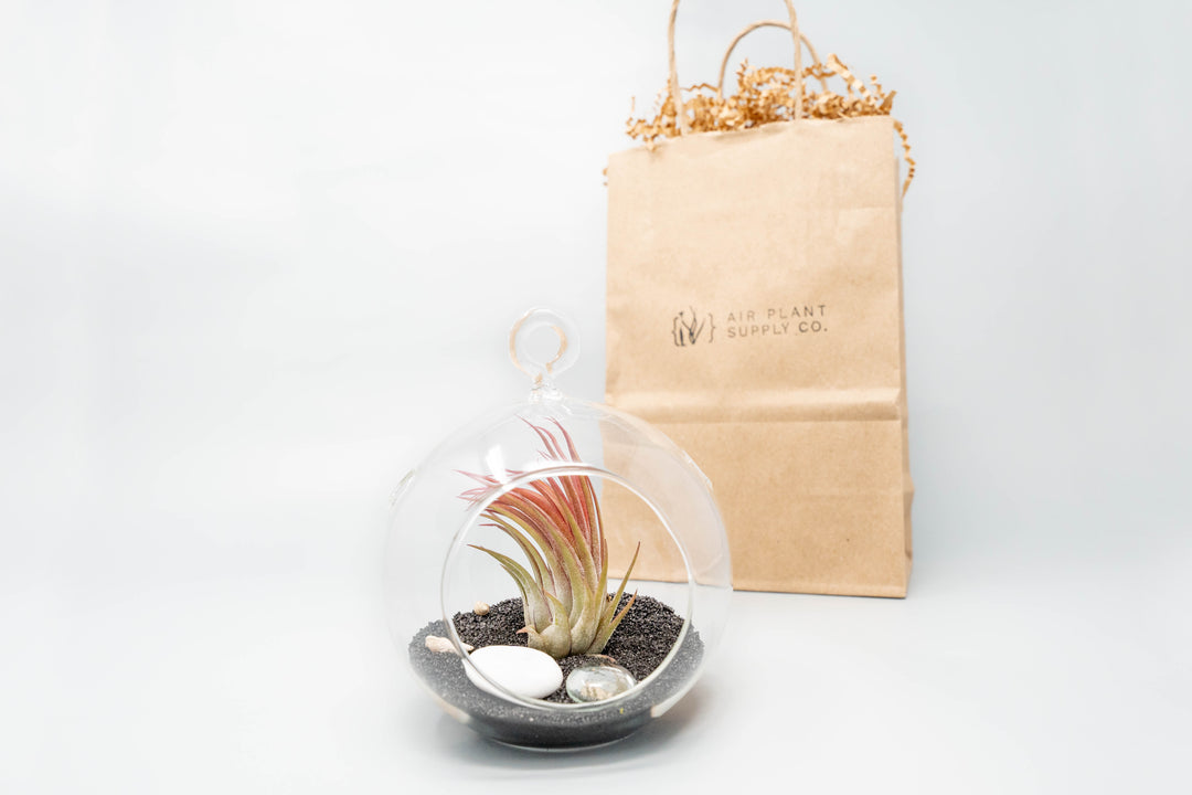 flat bottom glass globe terrarium with black beach kit, tillandsia ionantha air plant and gift bag