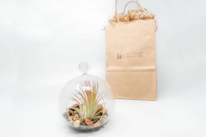 flat bottom glass globe terrarium with stones, tillandsia ionantha air plant and gift bag