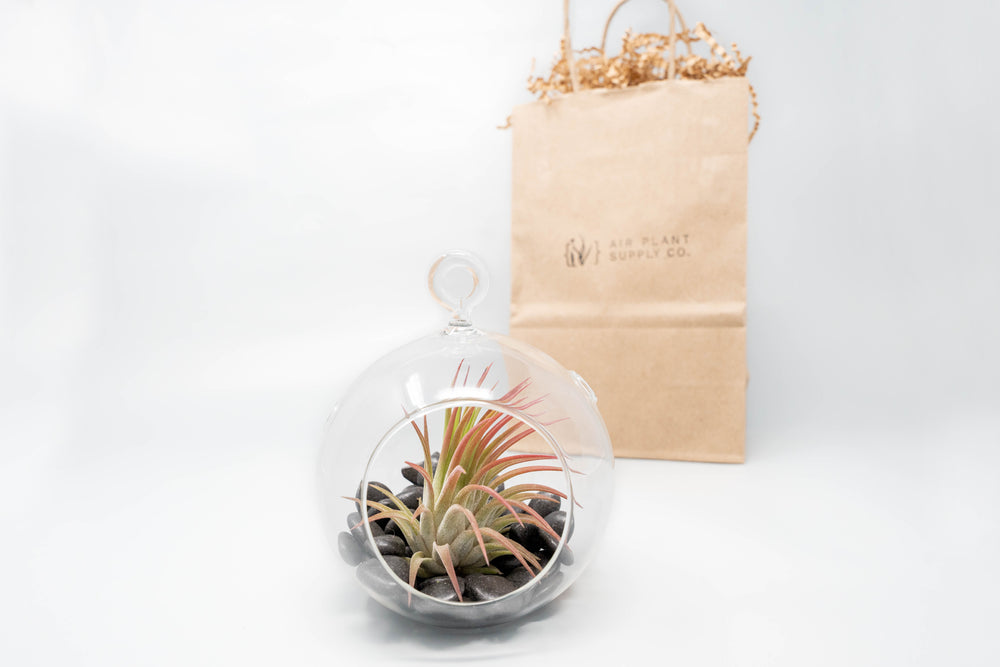 flat bottom glass globe terrarium with black stones, tillandsia ionantha air plant and gift bag