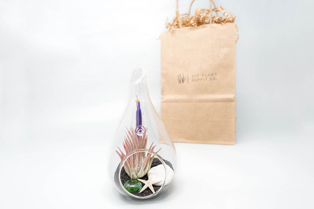 teardrop shaped glass terrarium with black beach kit, tillandsia ionantha air plant and gift bag