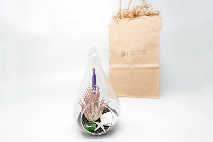 teardrop shaped glass terrarium with black beach kit, tillandsia ionantha air plant and gift bag
