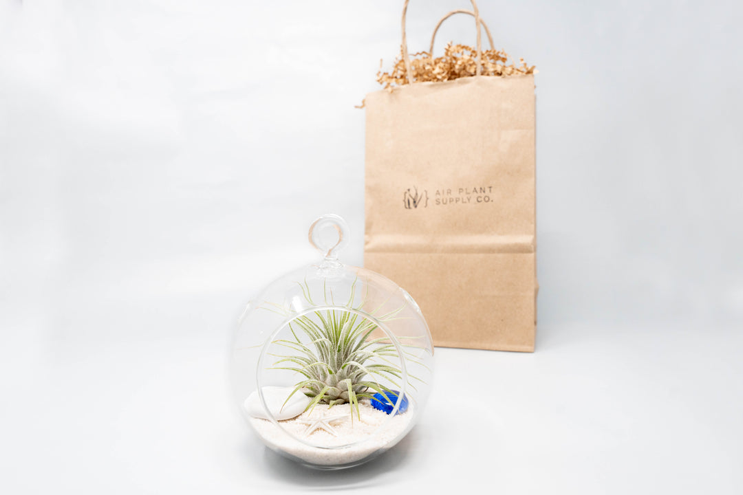 flat bottom glass globe terrarium with beach kit, tillandsia ionantha air plant and gift bag