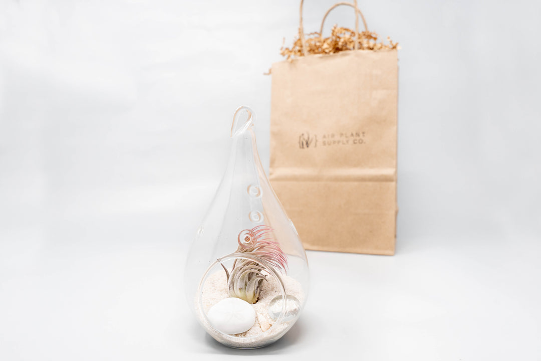teardrop shaped glass terrarium with beach kit, tillandsia ionantha air plant and gift bag