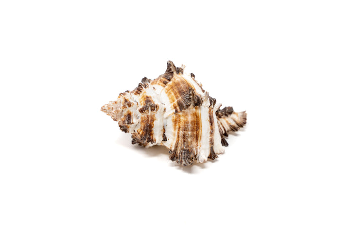 Wholesale - Longspine Murex Seashell with Tillandsia Ionantha Air Plants