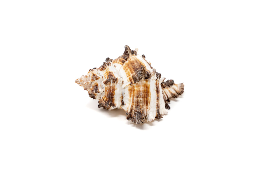 longspine murex seashell