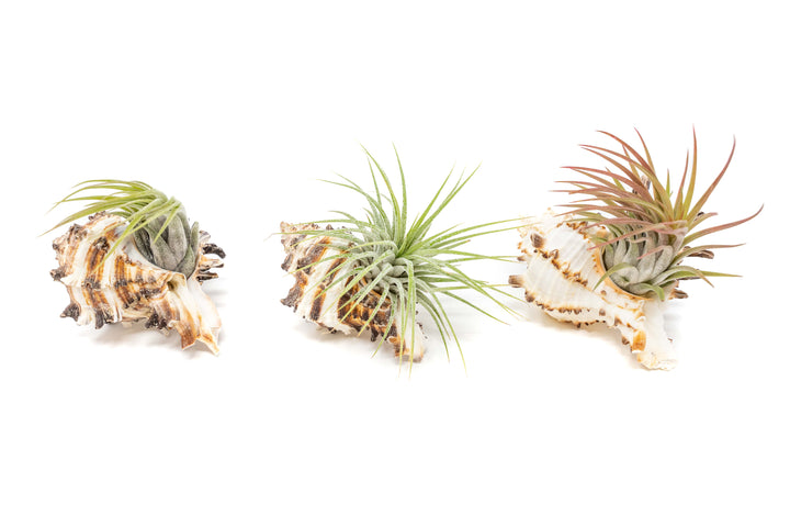 Sets of 3, 6, or 9 Longspine Murex Seashells with Tillandsia Ionantha Air Plants