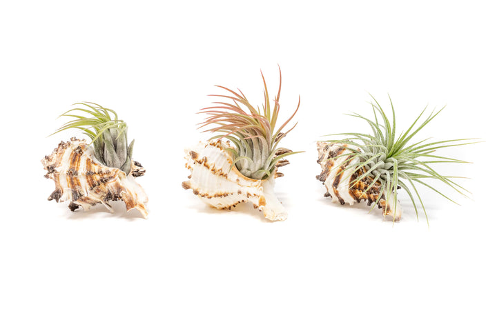 Sets of 3, 6, or 9 Longspine Murex Seashells with Tillandsia Ionantha Air Plants