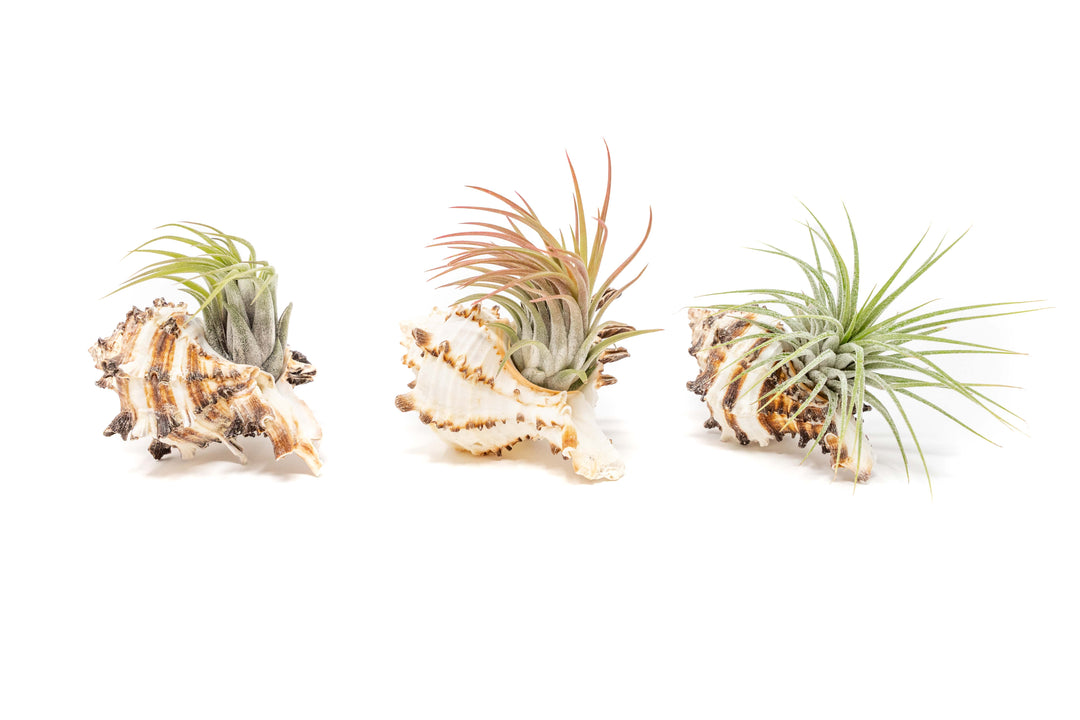 three longspine murex seashells with assorted tillandsia ionantha air plants