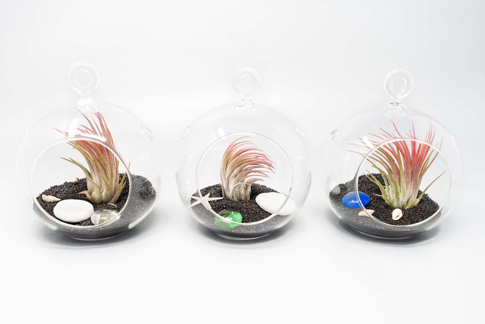 three flat bottom glass globes with black sand, sea life and tillandsia ionantha air plants