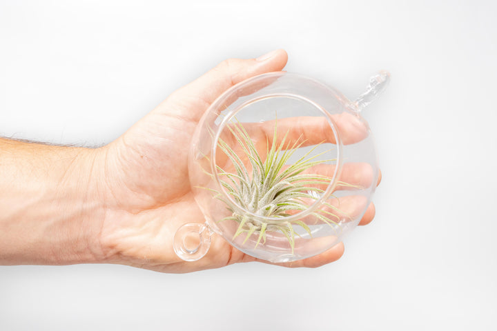 hand holding Hanging Globe Terrarium with Double-Hooks containing a tillandsia ionantha guatemala air plant
