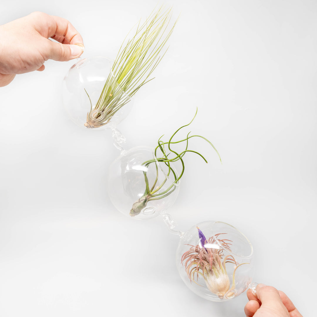 three Hanging Globe Terrariums with Double-Hooks connected containing assorted tillandsia air plants