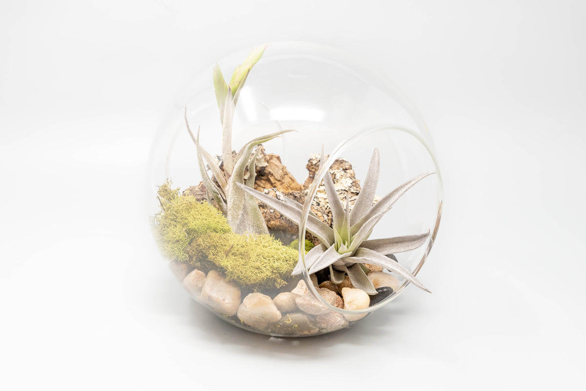 Wholesale Large Glass Terrarium with 2 Open Ends Air Plant Supply Co.