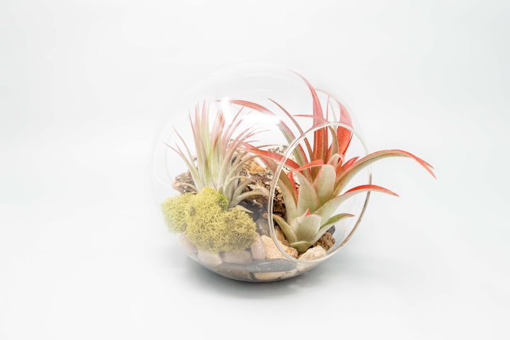 large glass globe terrarium with two open ends containing cork bark, stone and moss accents and tillandsia air plants