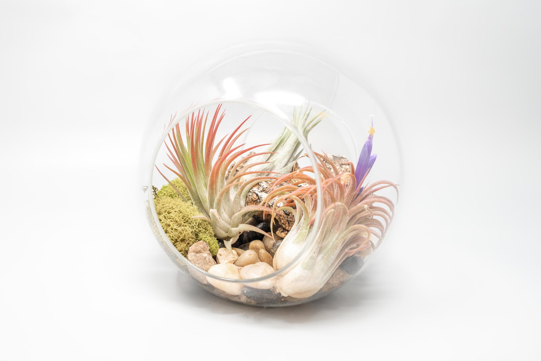 Large HandBlown Glass Terrarium with 3 Tillandsia Ionantha Air Plants