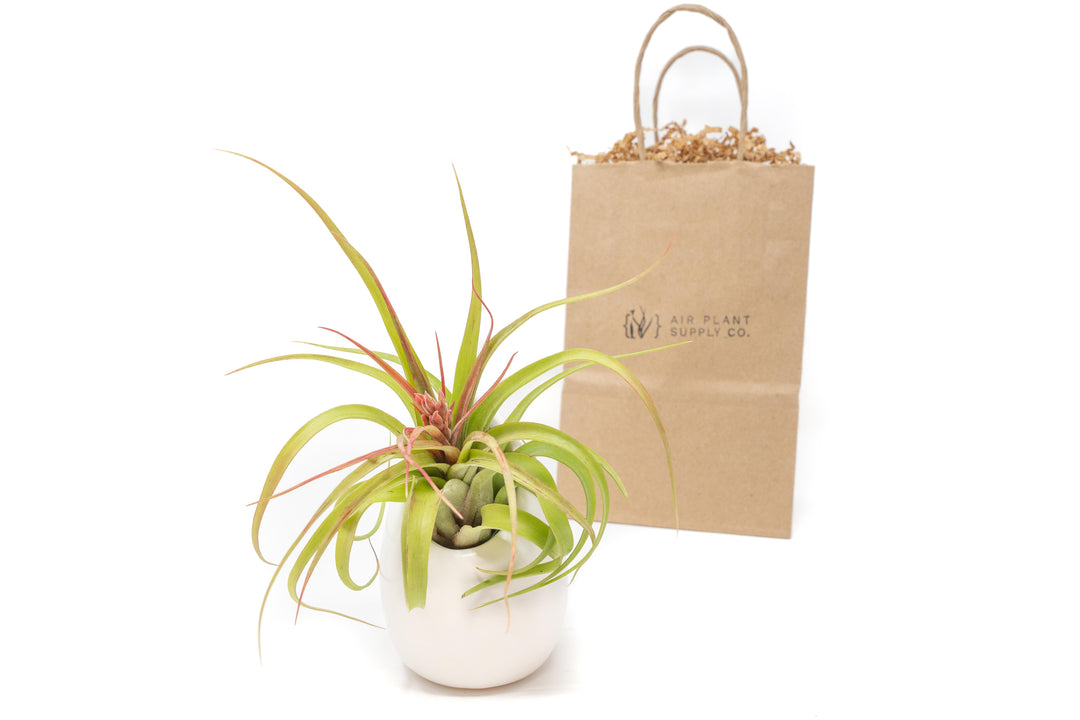 large ivory ceramic vase with tillandsia streptophylla hybrid air plant and branded gift bag