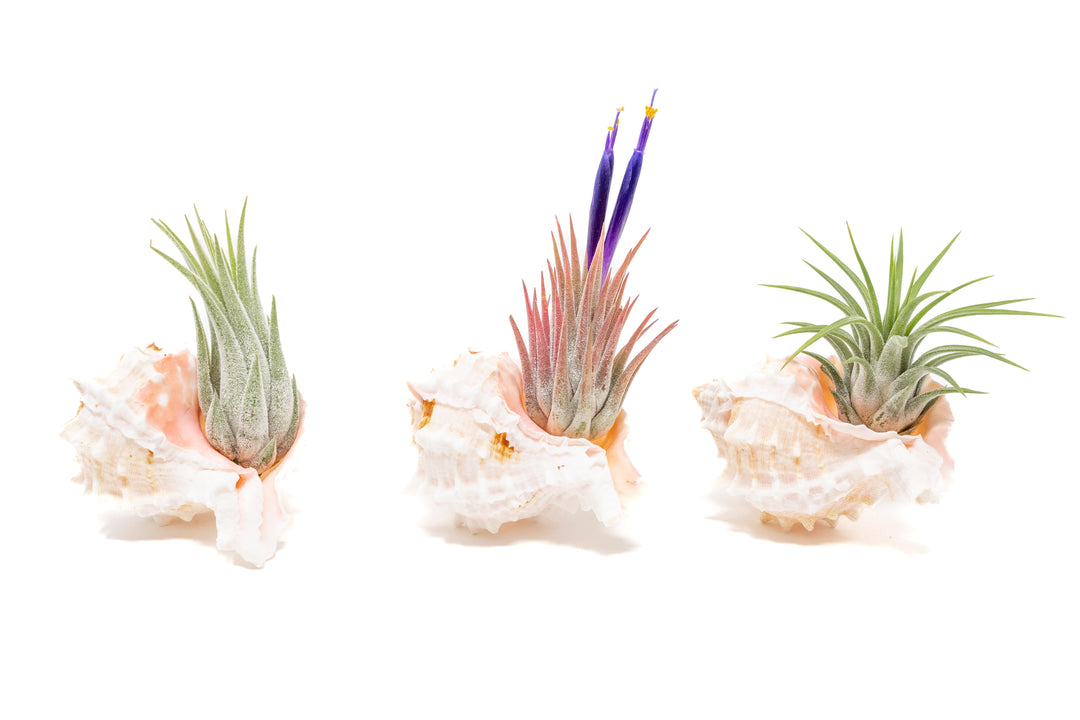 three pink murex seashells with assorted tillandsia ionantha air plants