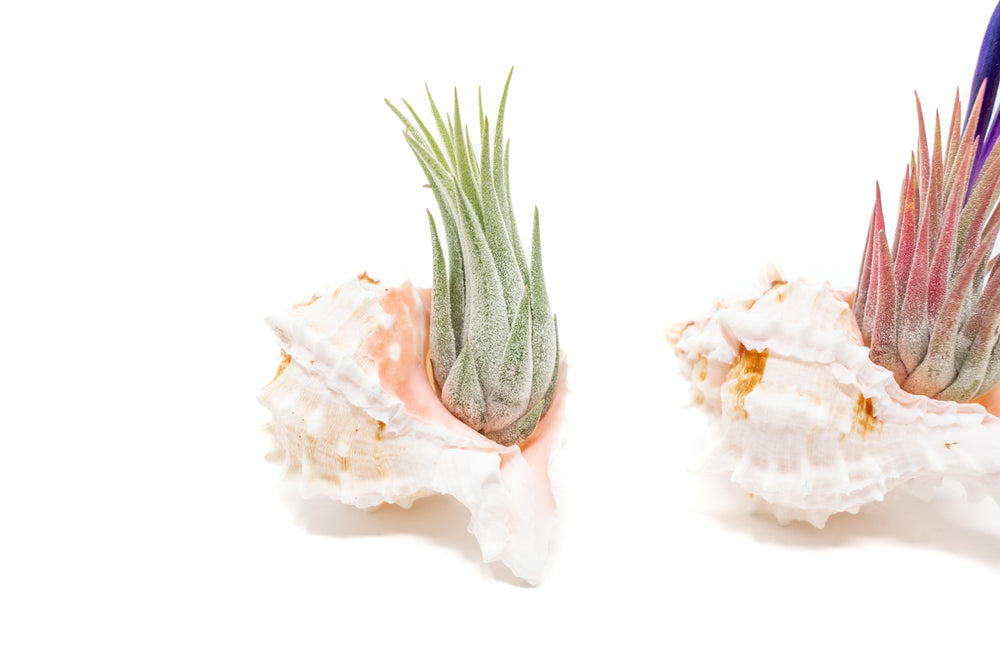pink murex seashell with tillandsia ionantha scaposa air plant