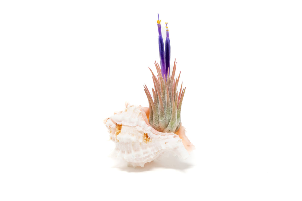 pink murex seashell with blooming tillandsia ionantha guatemala air plant