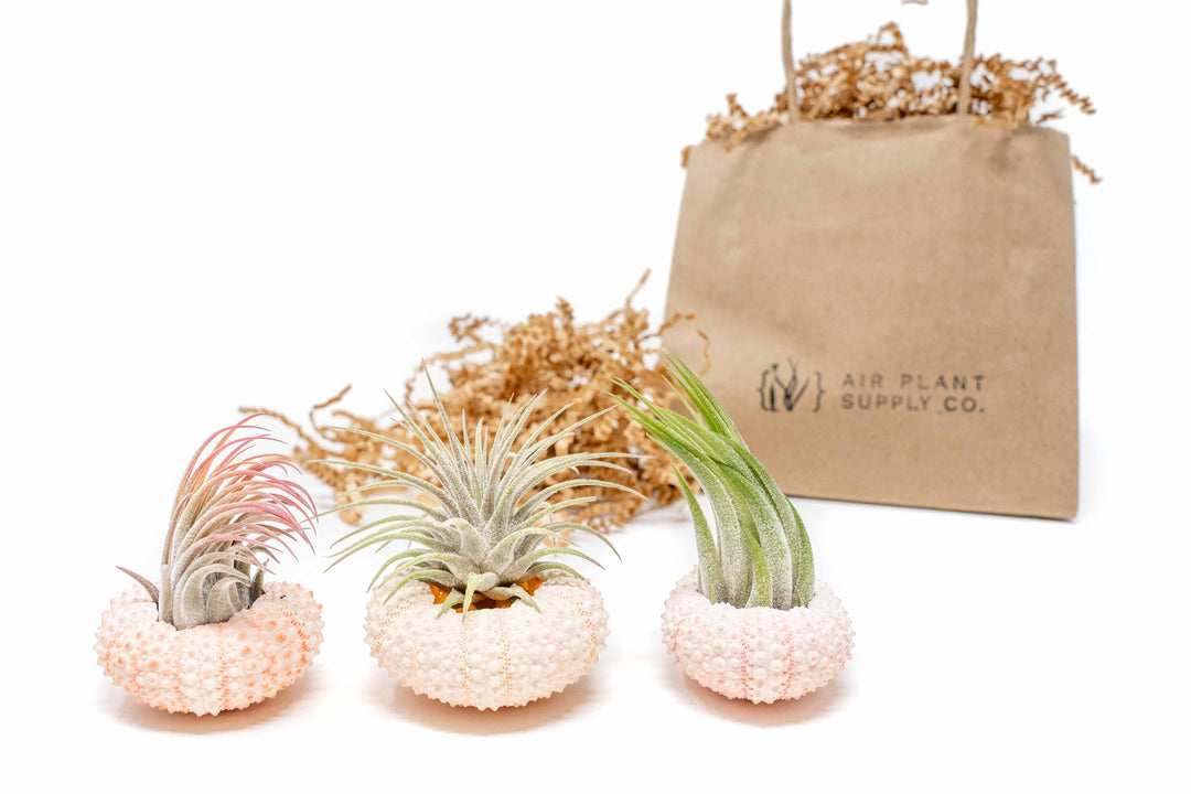 three pink urchins with assorted tillandsia ionantha air plants and branded gift bag