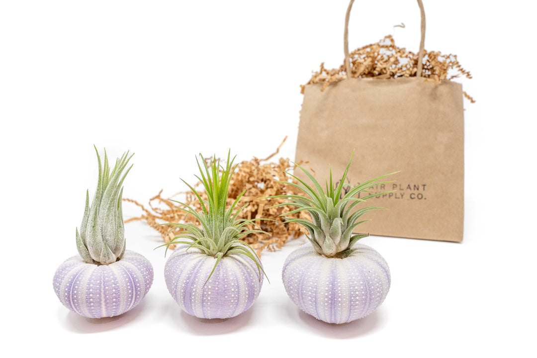 three purple urchins with assorted tillandsia ionantha air plants and branded gift bag