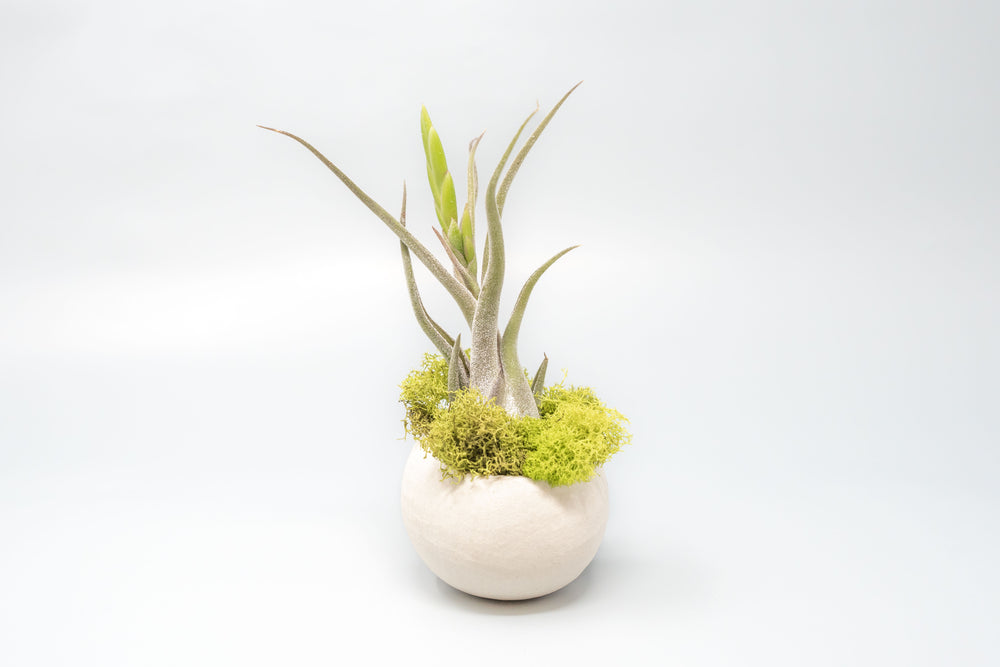 natural seed pod container with moss and budding tillandsia caput medusae air plant