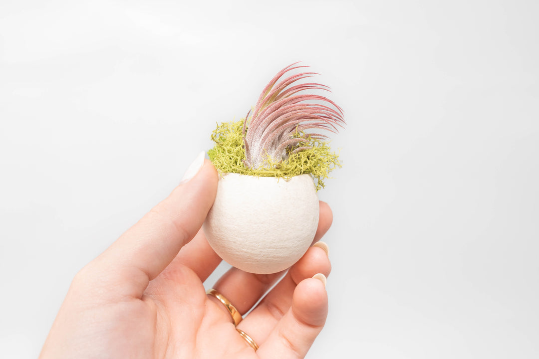 hand holding a seed pod container with moss and blushing tillandsia ionantha scaposa air plant