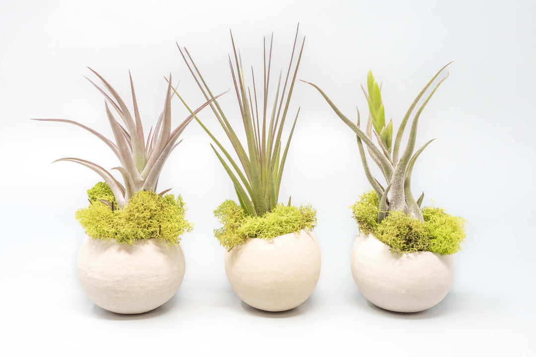 three natural seed pods with moss and assorted tillandsia air plants