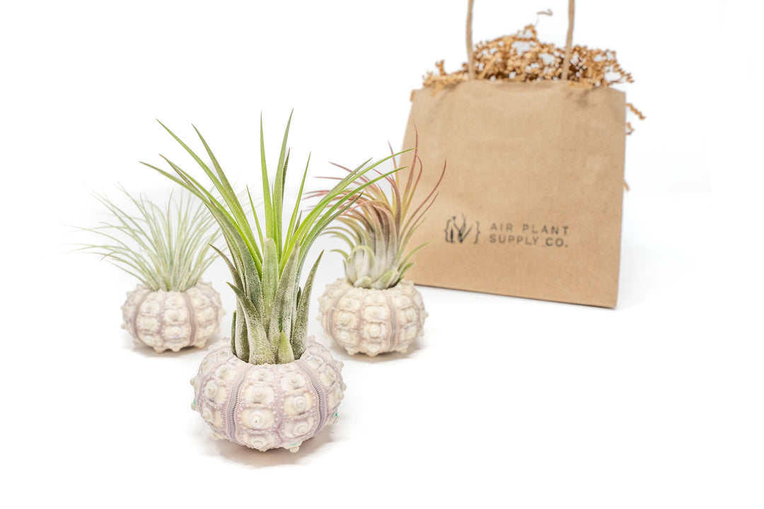three sputnik urchin shells with assorted tillandsia ionantha air plants and gift bag