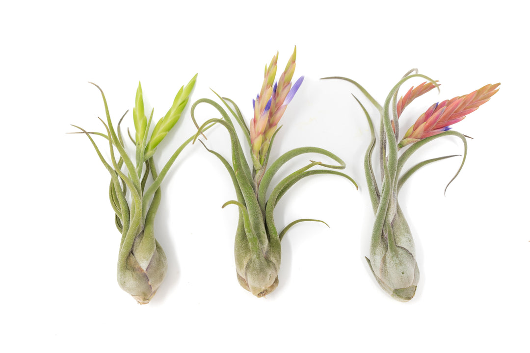 three blooming tillandsia caput medusae air plants