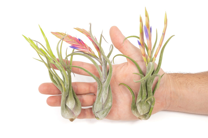 hand holding three blooming tillandsia caput medusae air plants