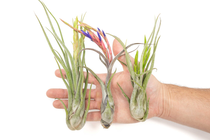 Wholesale - Large Tillandsia Caput Medusae Air Plants / 5-8 Inch Plants