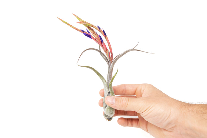 hand holding tillandsia caput medusae air plant with pink bloom and purple flowers