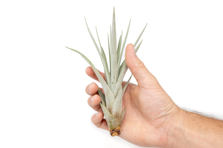 hand holding a tillandsia fasciculata air plant