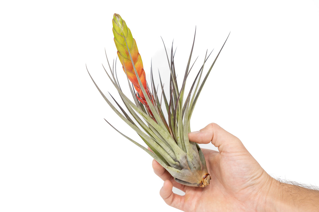 hand holding large tillandsia fasciculata air plant with giant bloom stalk