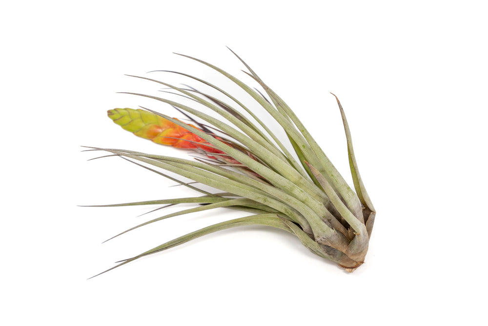 large tillandsia fasciculata air plant with giant bloom stalk