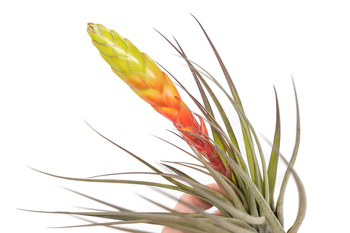 large tillandsia fasciculata air plant with giant bloom stalk