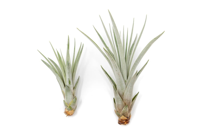 one regular and one large tillandsia fasciculata air plant side by side comparasion 
