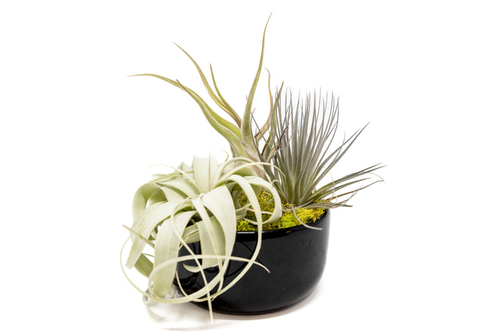 Wholesale - Large Fully Assembled Air Plant Bowl Garden