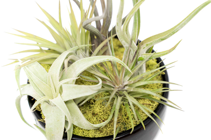 Large Fully Assembled Air Plant Bowl Garden