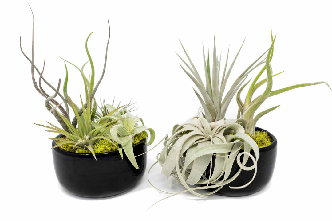 Wholesale - Large Fully Assembled Air Plant Bowl Garden