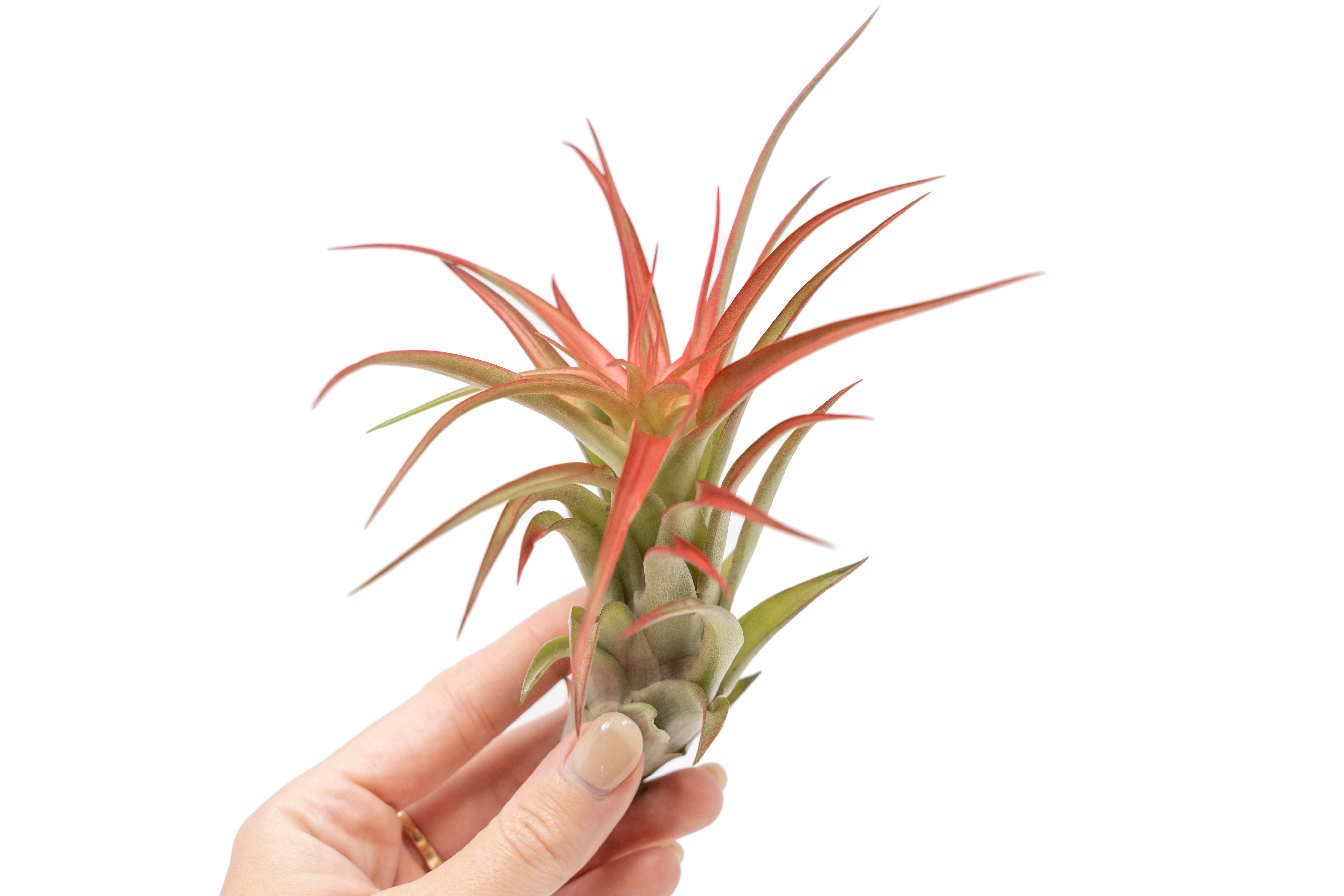 Large Tillandsia Red Abdita Air Plants