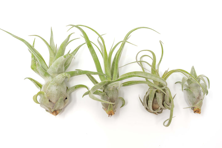 4 open form tillandsia streptophylla air plants of varying size